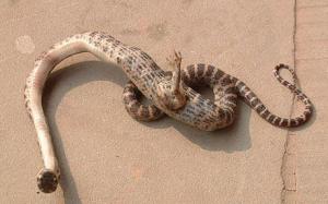 snake with foot